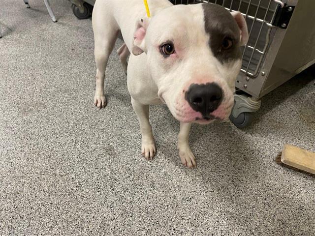 adoptable Dog in Houston, TX named A626777