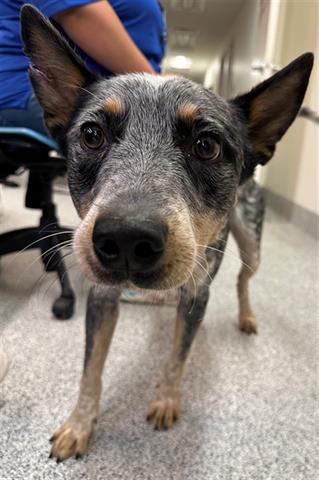 adoptable Dog in Houston, TX named BLUE