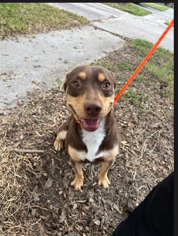 adoptable Dog in Houston, TX named A626820