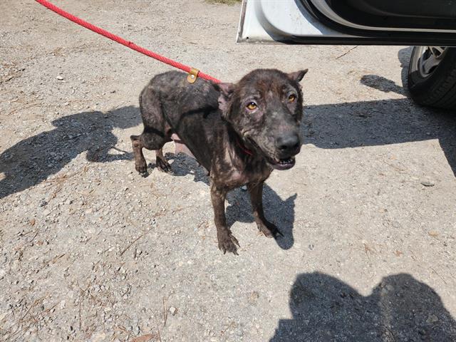 adoptable Dog in Houston, TX named A626883