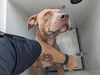 adoptable Dog in Houston, TX named A626855