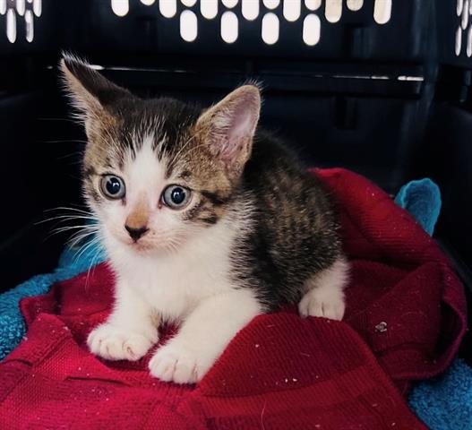 adoptable Cat in Houston, TX named RABBIT