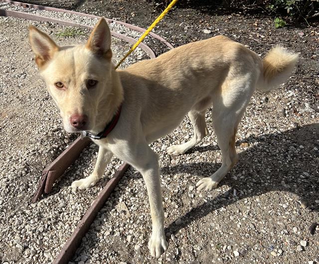 adoptable Dog in Houston, TX named BUCK