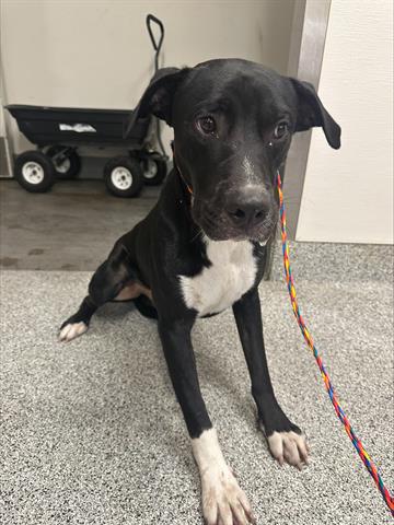 adoptable Dog in Houston, TX named A626927