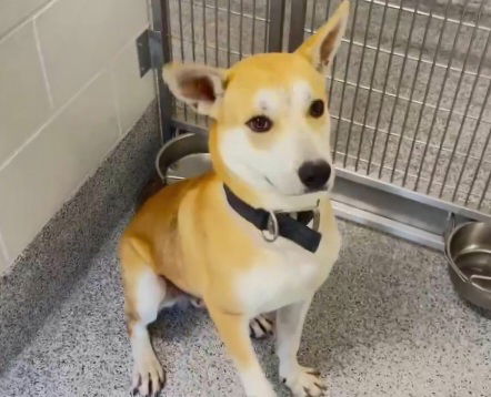 adoptable Dog in Houston, TX named AKI