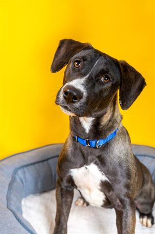 adoptable Dog in Houston, TX named MILKY WAY