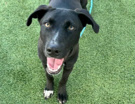 Cutter - American Staffordshire Terrier