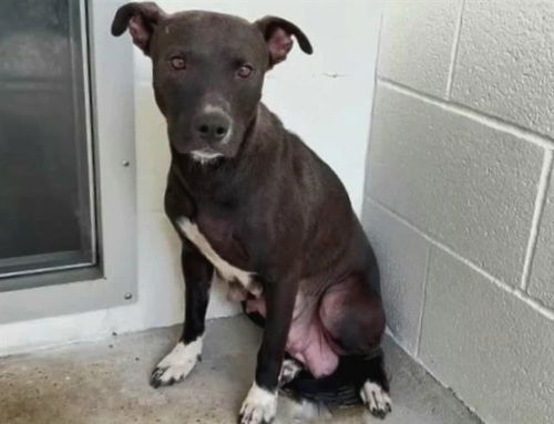 picture of the dog needing adoption