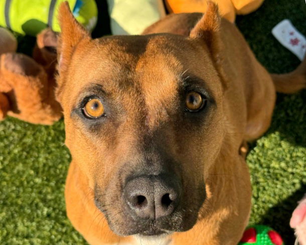 adoptable Dog in Houston, TX named AMELIA