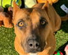 adoptable Dog in  named AMELIA