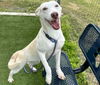 adoptable Dog in  named MONA