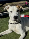 adoptable Dog in  named ROCKY