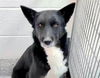 adoptable Dog in  named ANNIE