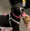 adoptable Dog in  named POWERADE