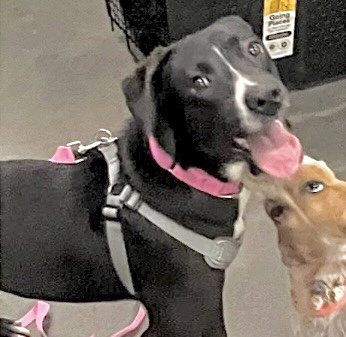 picture of the dog needing adoption