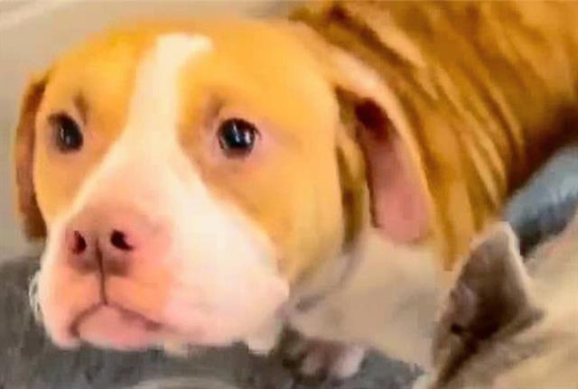 adoptable Dog in Houston, TX named BUBBLES