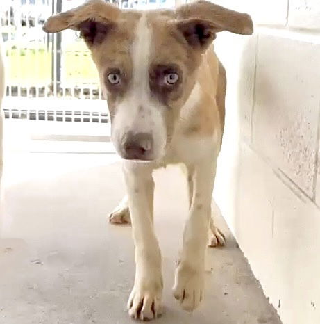 adoptable Dog in Houston, TX named COPPER