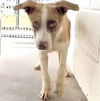 adoptable Dog in  named COPPER