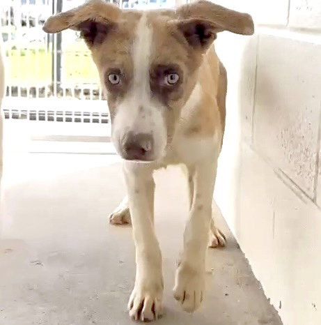 picture of the dog needing adoption