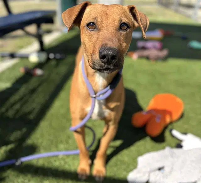 Nola - Redbone Coonhound