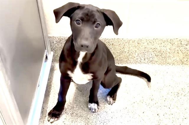 adoptable Dog in Houston, TX named BONNY