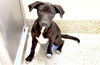 adoptable Dog in houston, TX named BONNY