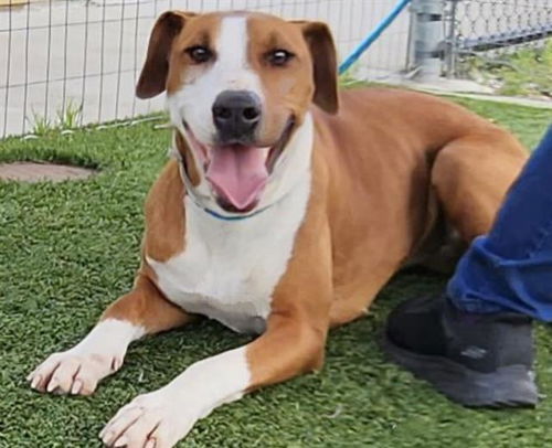 picture of the dog needing adoption