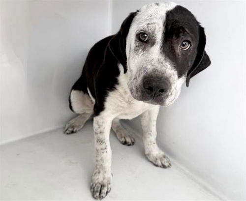 picture of the dog needing adoption