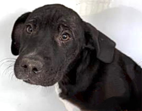 picture of the dog needing adoption
