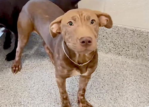 picture of the dog needing adoption