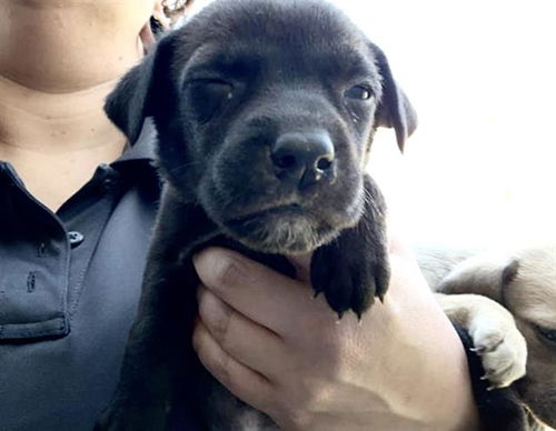 picture of the dog needing adoption