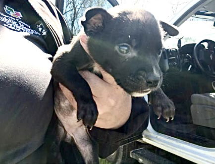 picture of the dog needing adoption