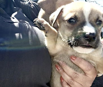 picture of the dog needing adoption