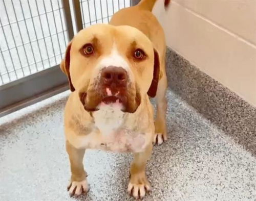 picture of the dog needing adoption