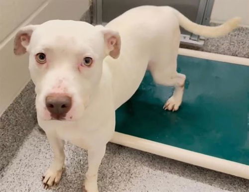 picture of the dog needing adoption
