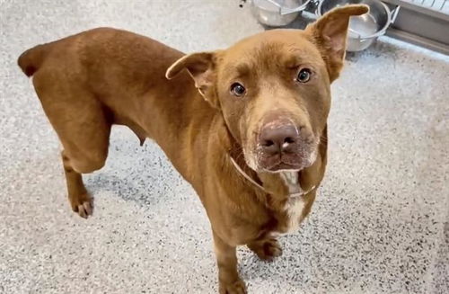 picture of the dog needing adoption