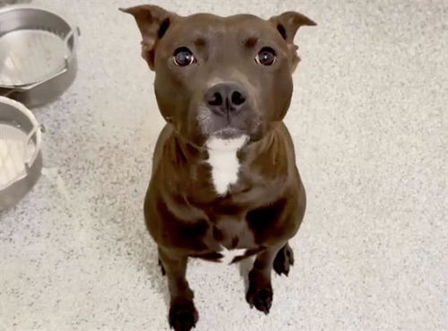 picture of the dog needing adoption
