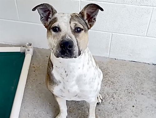 picture of the dog needing adoption