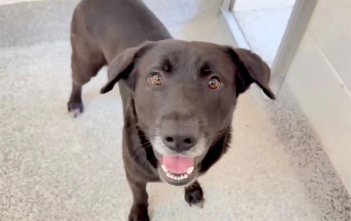 picture of the dog needing adoption