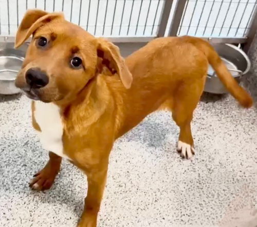 picture of the dog needing adoption