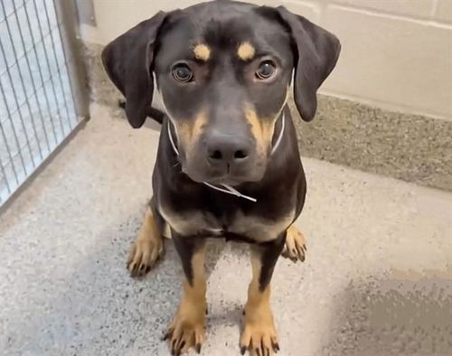picture of the dog needing adoption