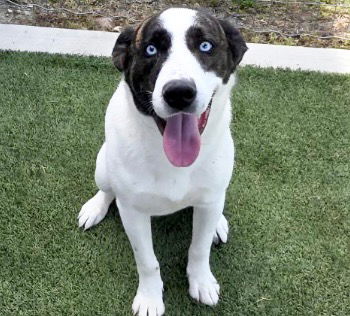 picture of the dog needing adoption