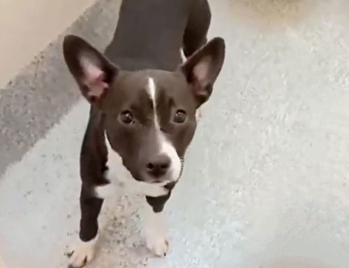 picture of the dog needing adoption