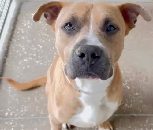picture of the dog needing adoption