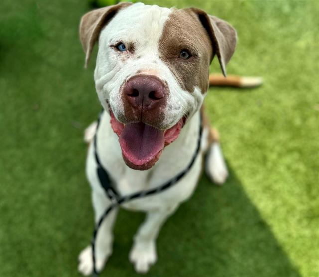 adoptable Dog in Houston, TX named TANNER