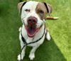adoptable Dog in  named TANNER