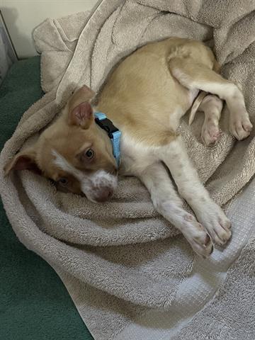 adoptable Dog in Houston, TX named OLIVER