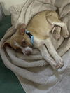 adoptable Dog in  named OLIVER