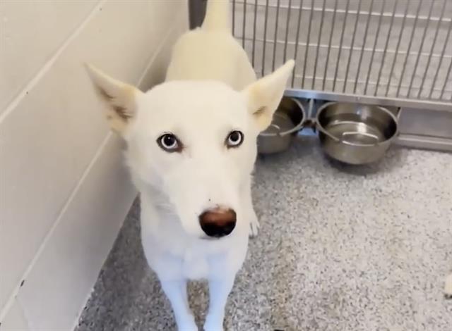adoptable Dog in Houston, TX named HALLEY