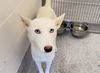 adoptable Dog in  named HALLEY